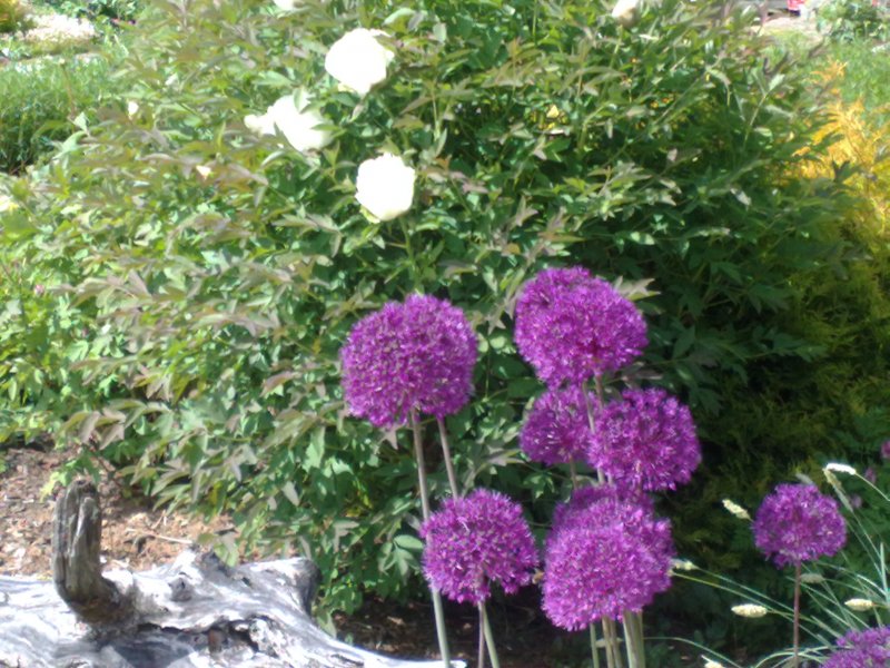 Allium hollandicum 'Purple Sensation'